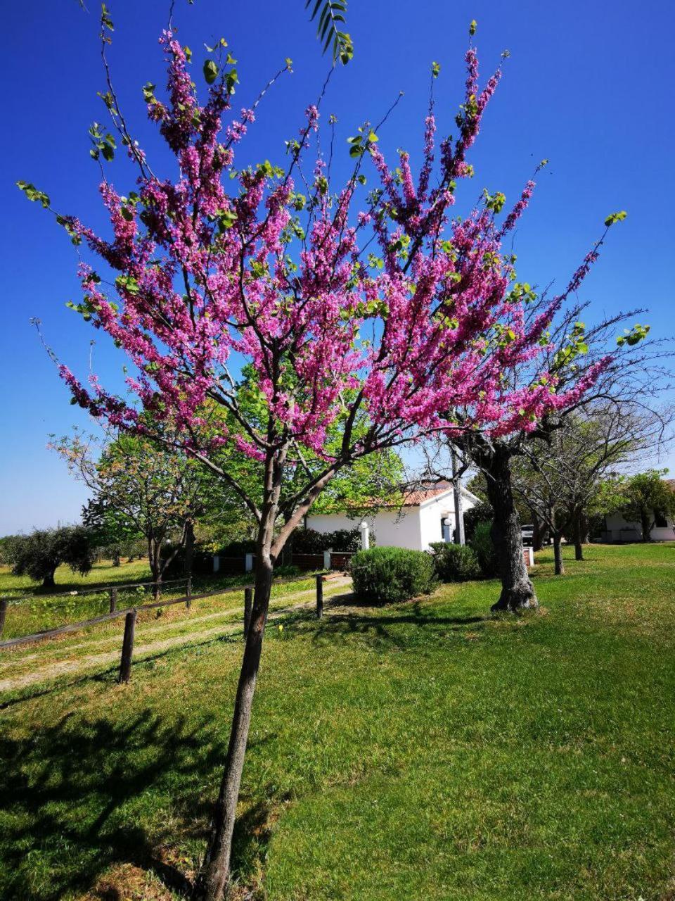 Casa Tonino Villa Pisticci Buitenkant foto